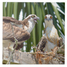 Pájaros de los halcones de los Ospreys en su teja