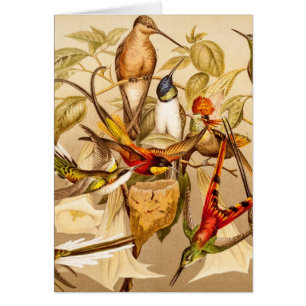 Pájaros de los pájaros de los colibríes del pá