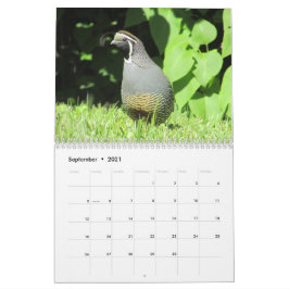 ¡Pájaros de regreso!  CALENDARIO DE VIGILANTE DE P