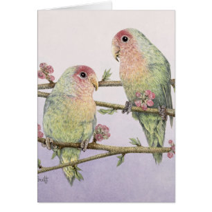 Pájaros del amor