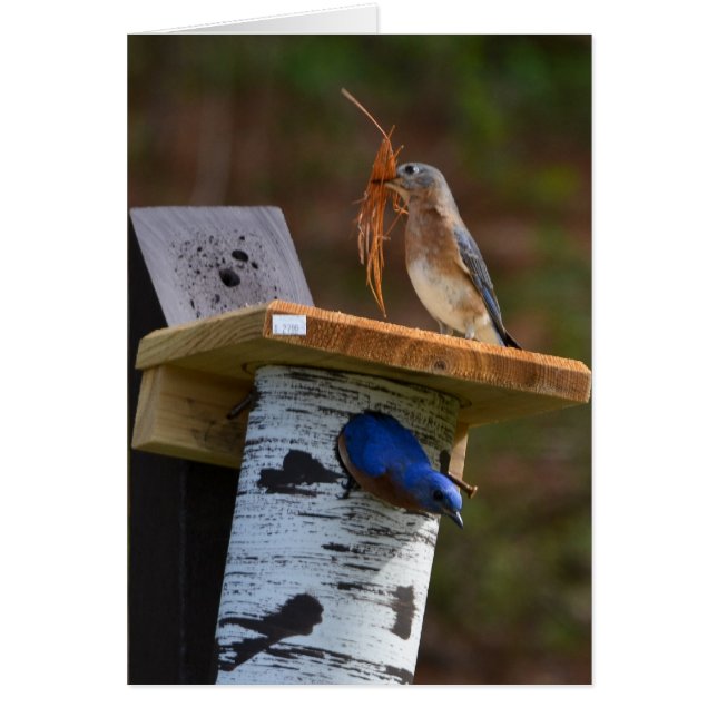 Pájaros dorados (Frente)