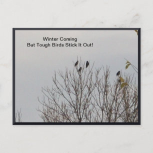 Pájaros duros sacan la tarjeta postal