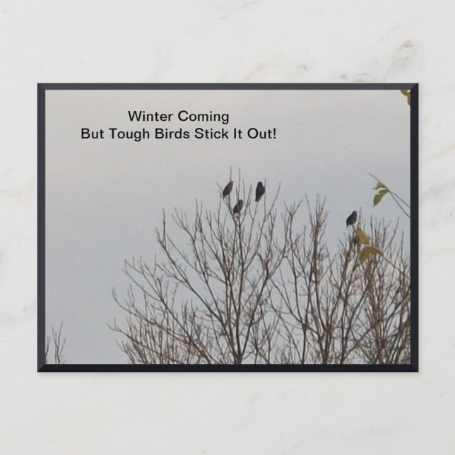 Pájaros duros sacan la tarjeta postal (Anverso)