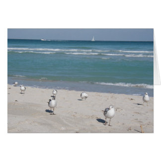 pájaros en la playa del océano