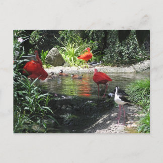 Pájaros en la postal acuática