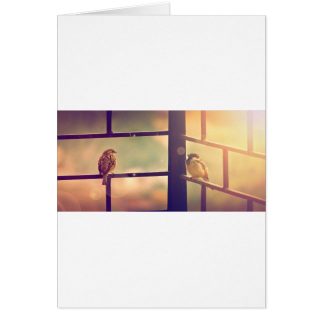 Pájaros en sol de la tarde (Frente)