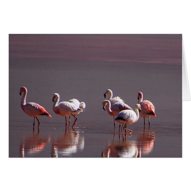 Pájaros Flamingo Rojos De Color Rosa - Tarjetas De (Anverso (Horizontal))