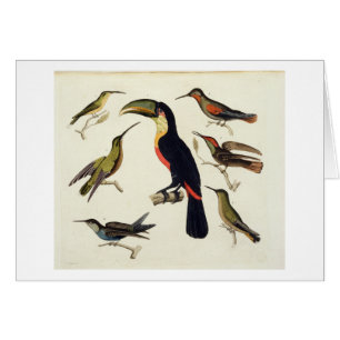 Pájaros nativos, incluyendo el Toucan (centro),