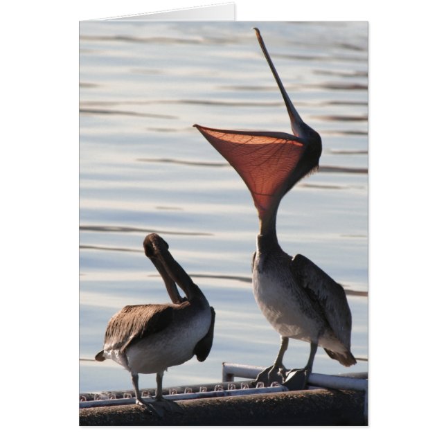 Pájaros Pelícanos Animales de vida silvestre (Frente)