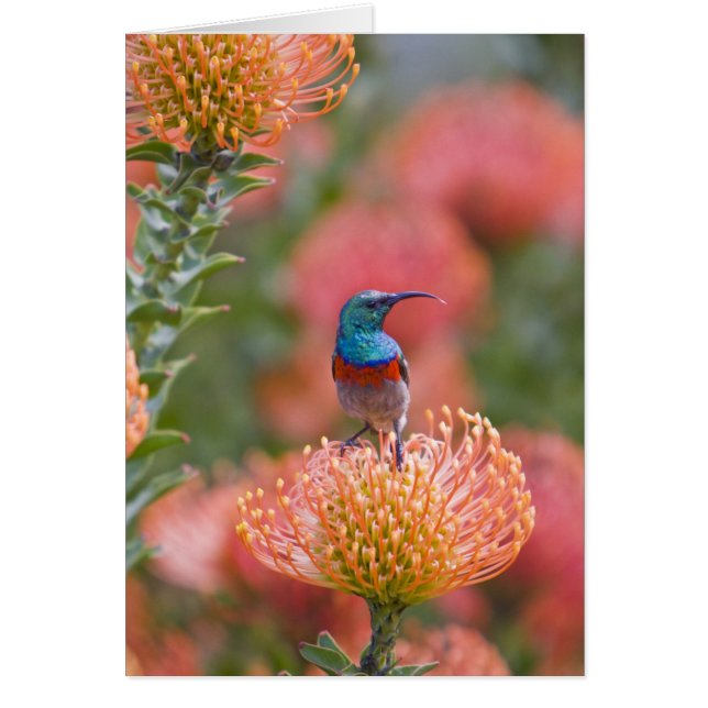 Pajonis de doble collaración (Frente)