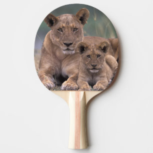 Pala De Ping Pong África, Botsuana, Delta del Okavango. Leones