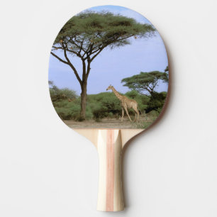 Pala De Ping Pong África, Botsuana, Delta del Okavango. Meridional