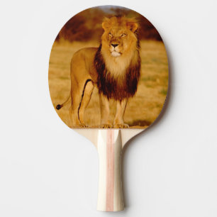 Pala De Ping Pong África, Namibia, Okonjima. León macho solitario
