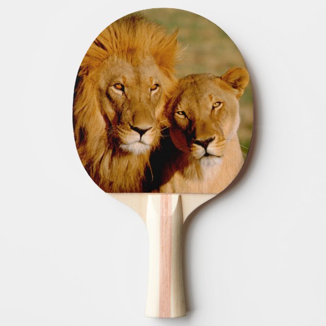 Pala De Ping Pong África, Namibia, Okonjima. León y leona (Anverso)