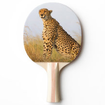 Animales salvajes Cheetah Big Cat