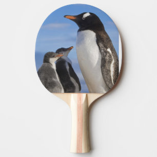 Pala De Ping Pong Antártida, Neko Cove (Puerto). Pingüino de Gentoo