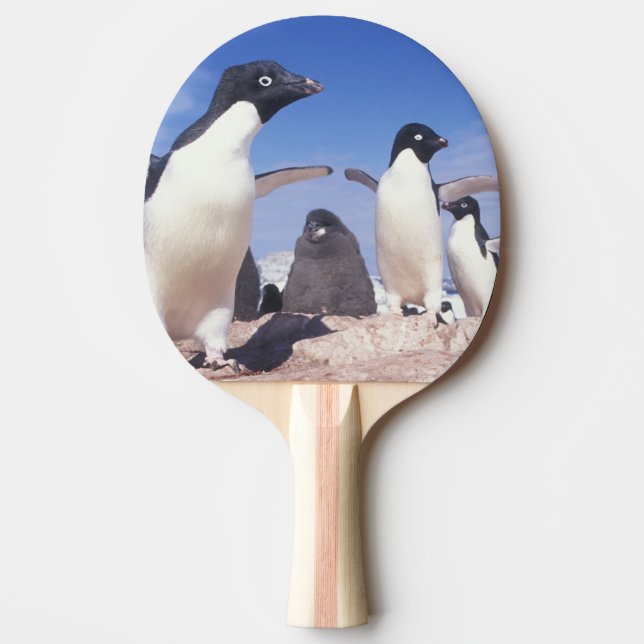 Pala De Ping Pong Antártida, Pingüino Adelie Pygoscelis (Anverso)