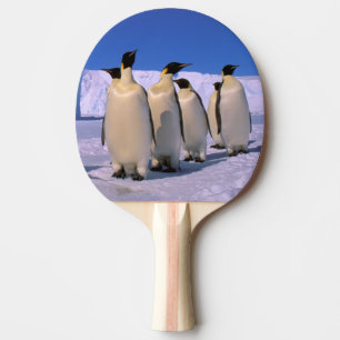 Pala De Ping Pong Antártida, Territorio Antártico Australiano, 7
