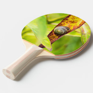 Pala De Ping Pong apego