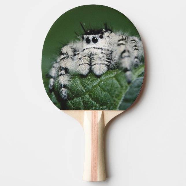 Pala De Ping Pong Araña Saltarina Metaphid (Anverso)
