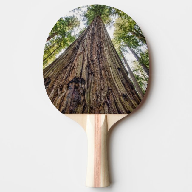 Pala De Ping Pong Arboleda Roosevelt (Anverso)
