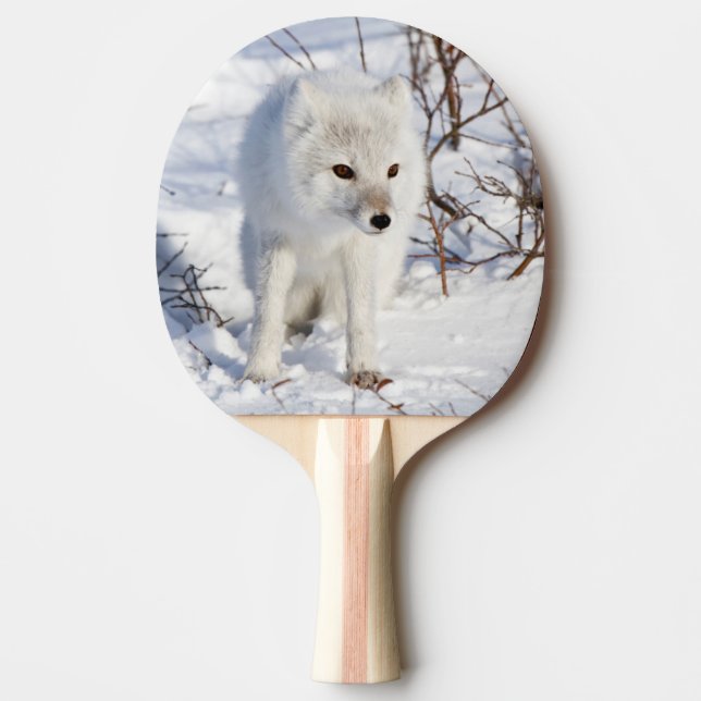 Pala De Ping Pong Arctic Fox , Área de Manejo de Vida Silvestre de C (Anverso)