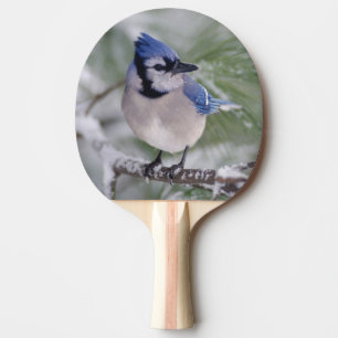 Pala De Ping Pong Arrendajo azul, Cyanocitta cristata
