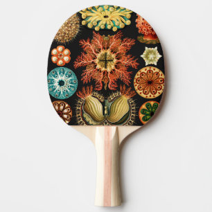 Pala De Ping Pong Ascidiae, Seescheiden Vida Marina por Ernst Haecke