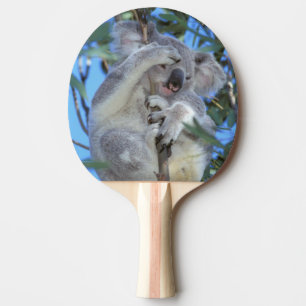 Pala De Ping Pong Australia, Koala Phasclarctos Cinereus)