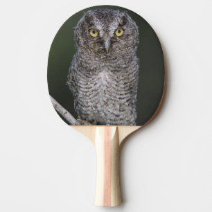 Pala De Ping Pong Autillo Americano, Megascops asio, Otus 2