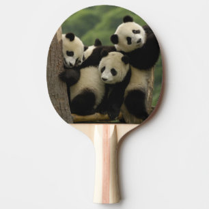 Pala De Ping Pong bebés de panda gigante (Ailuropoda melanoleuca)