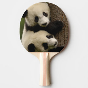 Pala De Ping Pong Bebés de panda gigante (Ailuropoda melanoleuca) 2