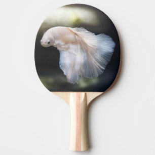 Pala De Ping Pong Bella Betta blanca y siamesa lucha contra el pesca