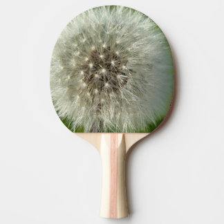 Pala De Ping Pong Big White Dandelion