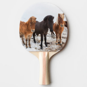 Pala De Ping Pong Caballo islandés durante el invierno en Islandia