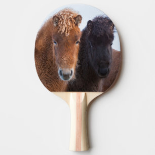 Pala De Ping Pong Caballo islandés durante el invierno en Islandia