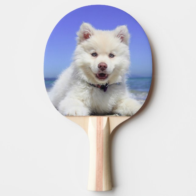 Pala De Ping Pong Cachorro finlandés blanco (Anverso)