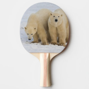 Pala De Ping Pong Canadá, Bahía de Hudson. Osa polar con dos