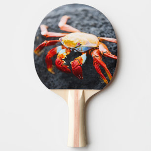 Pala De Ping Pong Cangrejo del lightfoot de Sally en una roca negra