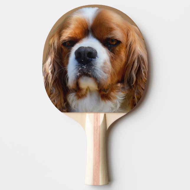 Pala De Ping Pong Cara española del rey Charles Cavalier, (Anverso)
