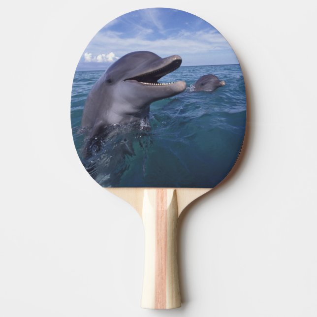 Pala De Ping Pong Caribeño, de nariz bottella (Anverso)