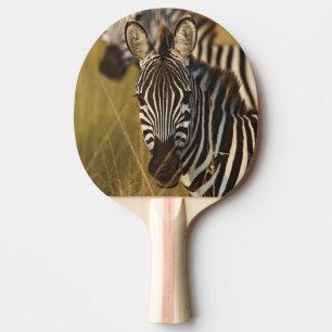 Pala De Ping Pong Cebra de Burchell en hierba alta de verano, Masai