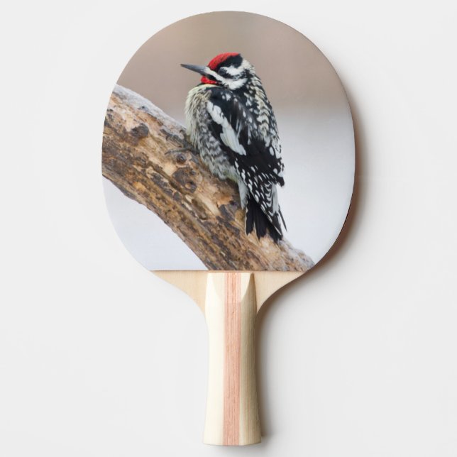 Pala De Ping Pong Chupasavia ventriamarillo macho (Anverso)