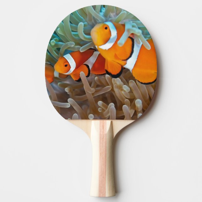 Pala De Ping Pong Clownfish (Anverso)