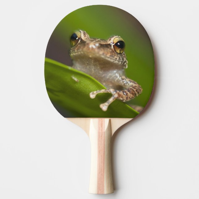Pala De Ping Pong Coqui común, Eleutherodactylus coqui (Anverso)