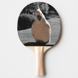 Pala De Ping Pong Curioso Cacatúa Crestada de Azufre