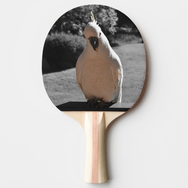Pala De Ping Pong Curioso Cacatúa Crestada de Azufre (Anverso)