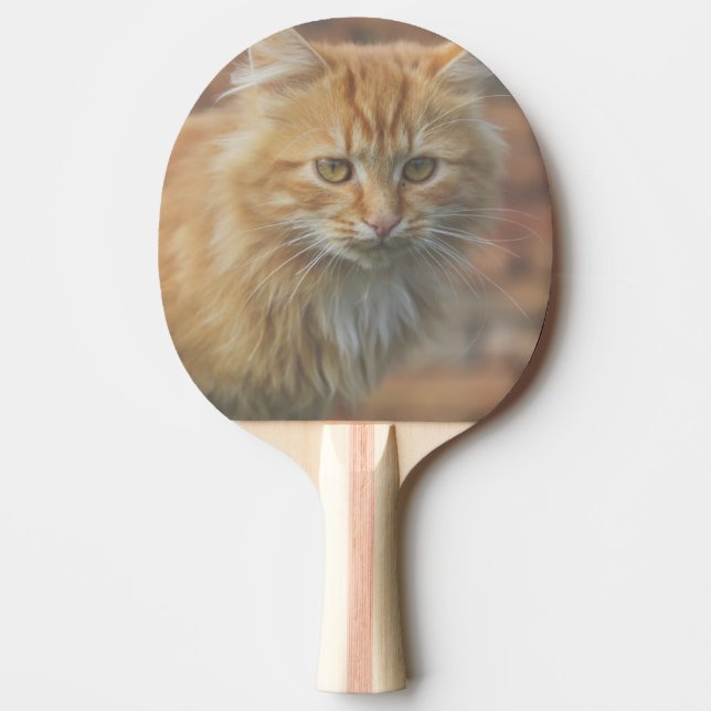 Pala De Ping Pong Cuto Funky Ginger Cat Kitten Face (Anverso)