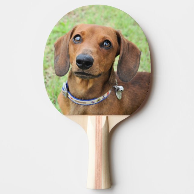 Pala De Ping Pong Dachshund (Anverso)