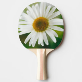 Pala De Ping Pong Daisy de Oxeye blanco - Leucanthemum vulgare
